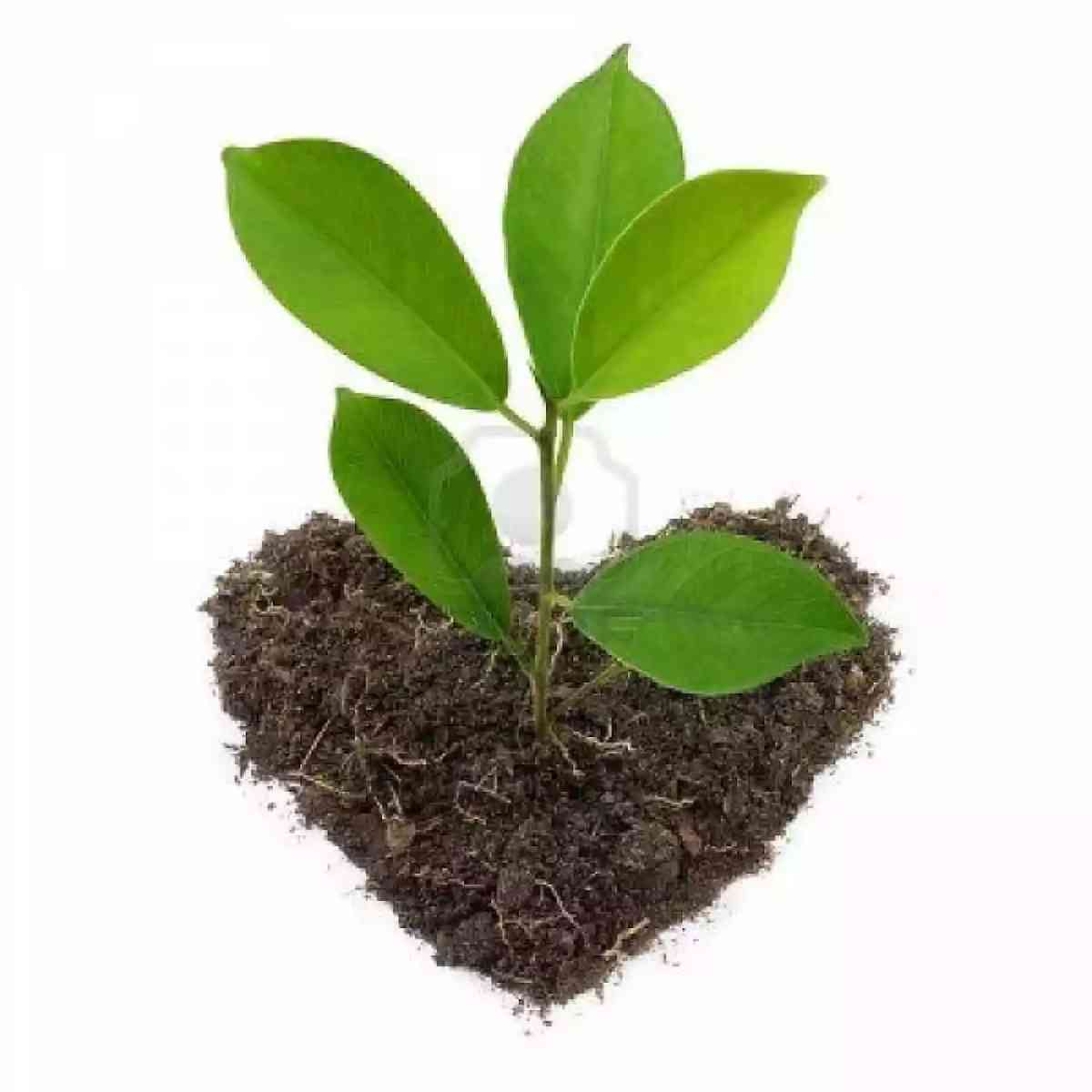 En la era del Green Design, ¿cuál es la nueva prioridad: ética o estética?