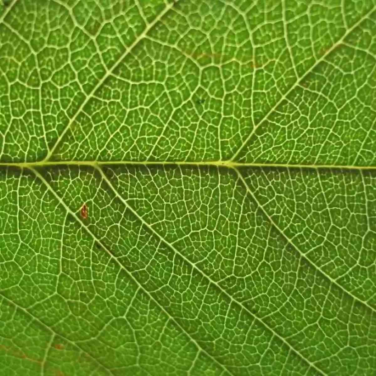 Ilustración para el artículo Vivencias del marketing agropecuario