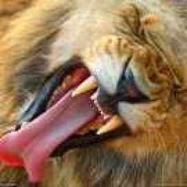 Guilherme Harrison Guiharrison