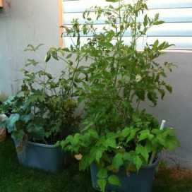 Siembra En La Ciudad